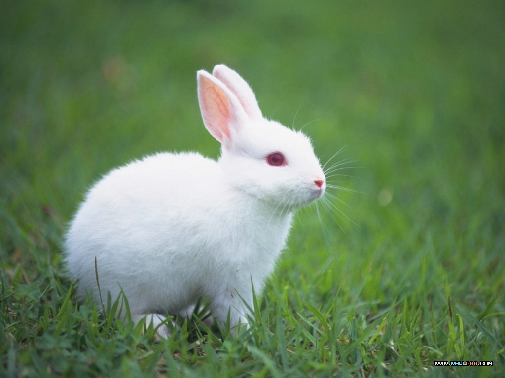 宠物宝贝 三 超级可爱兔子 小兔子图片壁纸 Th