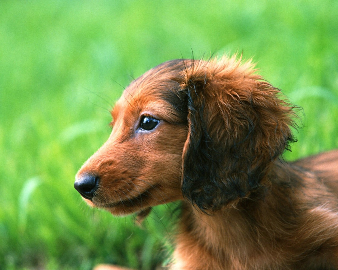 长毛腊肠犬图片 宠物狗狗明星图片