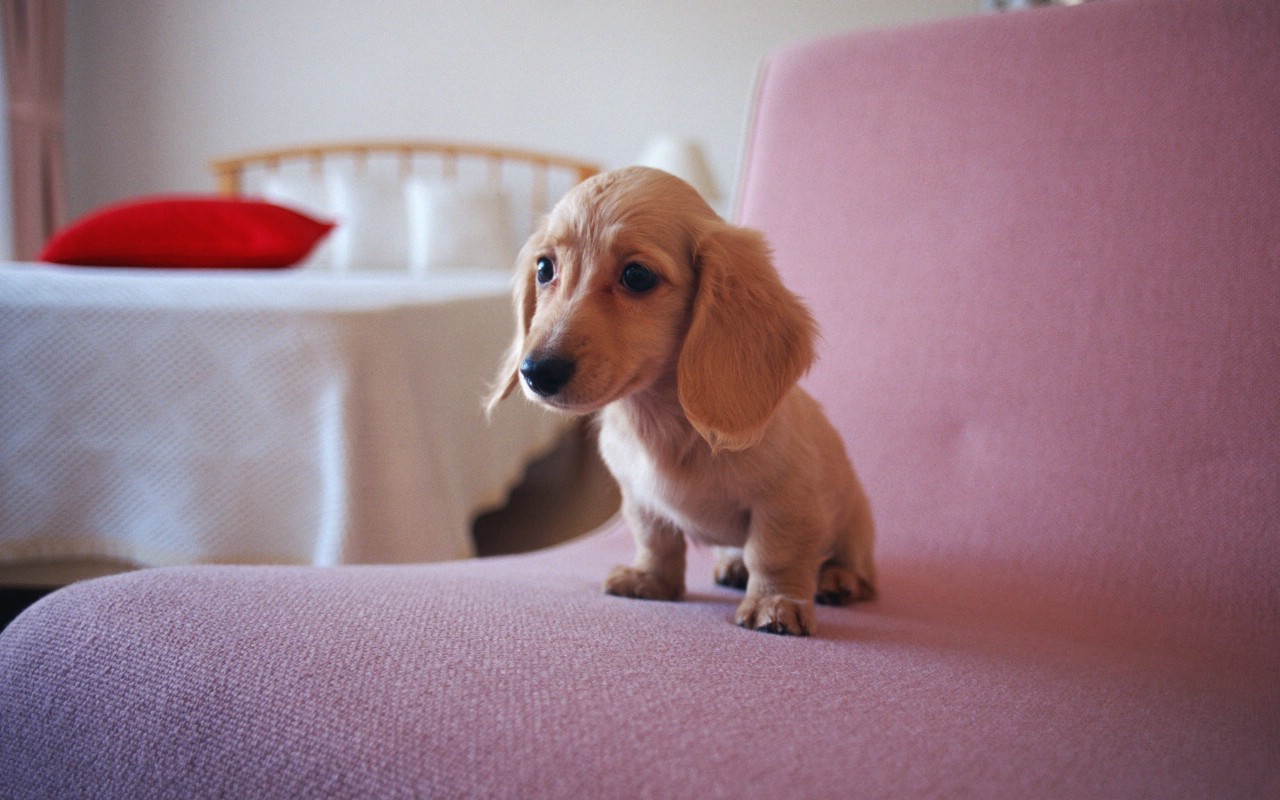 壁纸1280×800可爱腊肠狗宝宝壁纸壁纸,宠物狗狗图鉴-迷你腊肠犬壁纸(第二集)壁纸图片-动物壁纸-动物图片素材-桌面壁纸