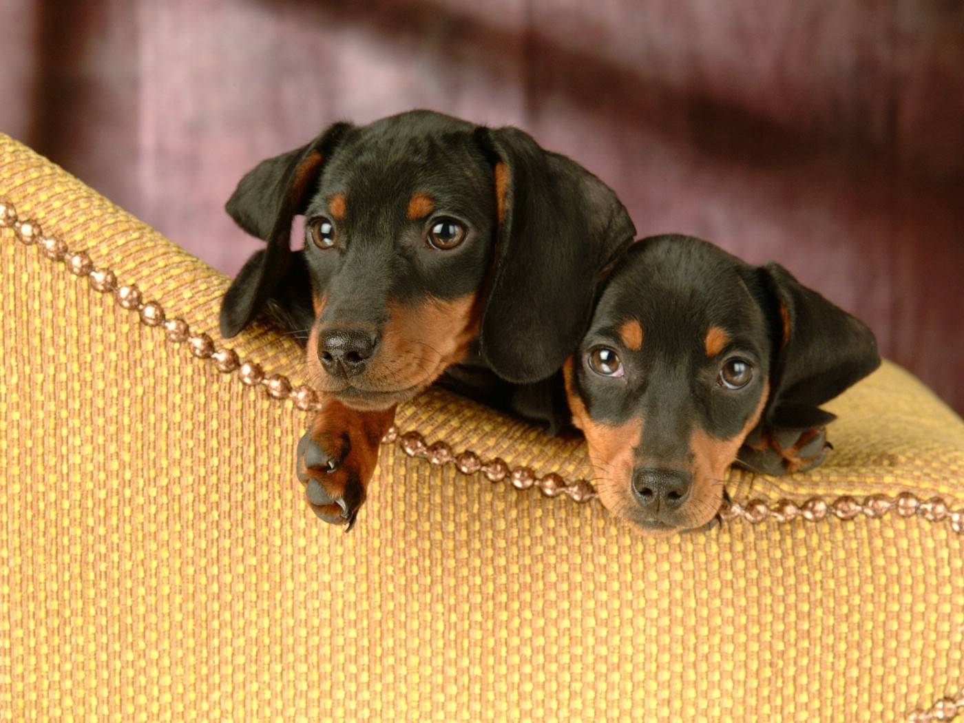 壁纸1400×1050德国腊肠犬图片