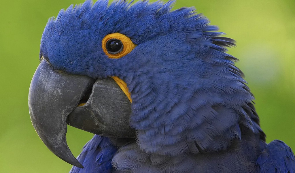 壁纸1024×600Hyacinth Macaw <em>蓝紫</em>金刚鹦鹉