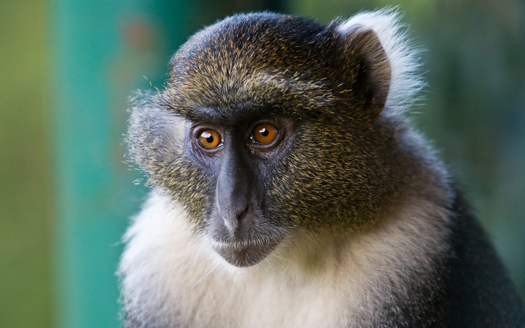 猴子母子摄影图高清摄影大图-千库网