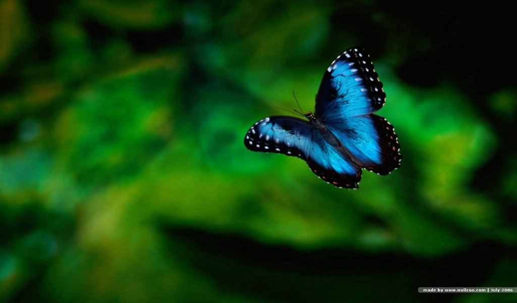 壁纸1024×600蝴蝶图片 蝴蝶壁纸 Desktop wallpaper of Beautiful Buttrfly壁纸,花与蝴蝶-专业蝴蝶