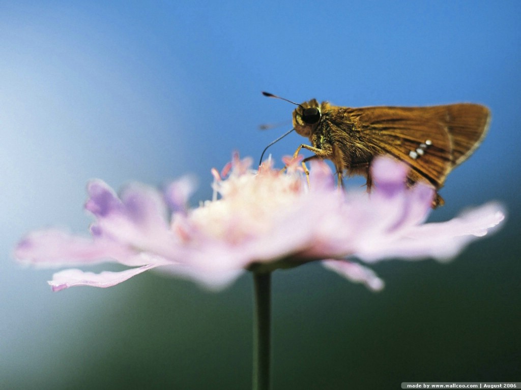 壁纸1024×768蝴蝶图片 蝴蝶壁纸 Desktop wallpaper of Beautiful Buttrfly壁纸,花与蝴蝶-专业蝴蝶