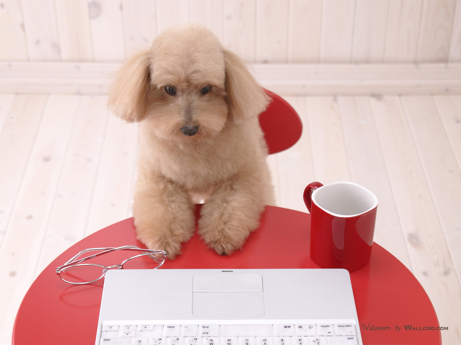 壁纸1440×900宠物狗狗上网图片 Pet Dog lovely Puppy Desktop壁纸,家居宠物狗狗壁纸壁纸图片-动物壁纸-动物 ...