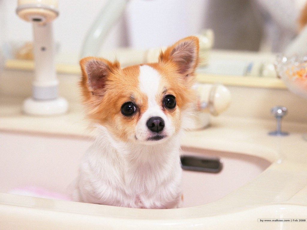 壁纸1024×768可爱幼犬小狗狗图片 pic1.bbzhi.com 宽1024x768 ...