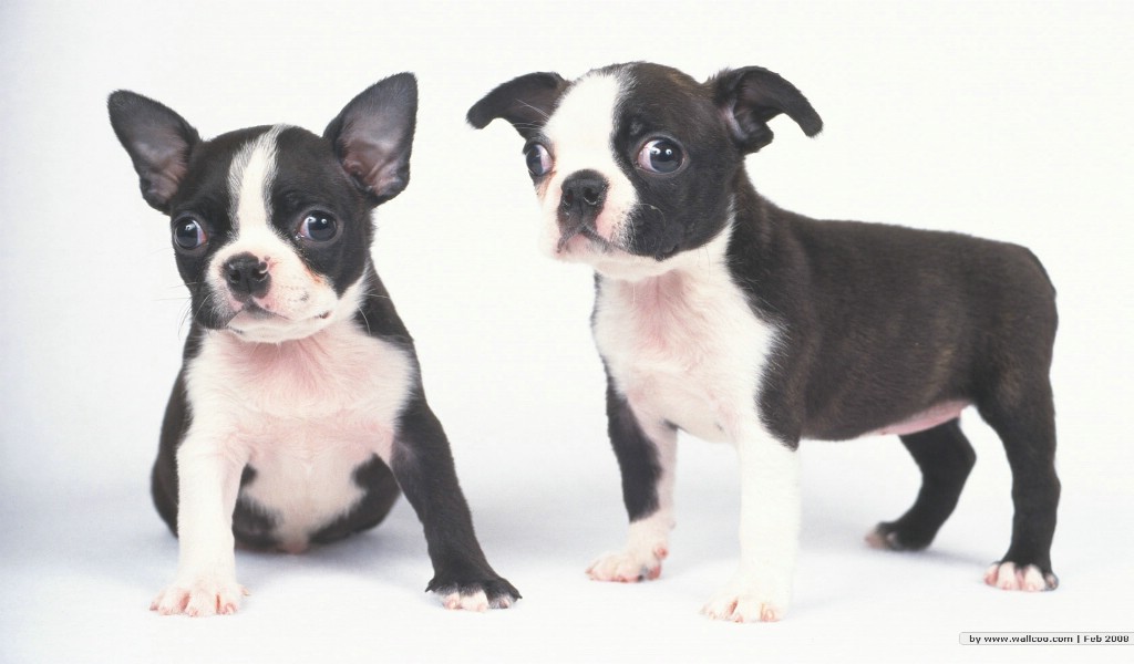 宠物小狗宝宝壁纸 Lovely Puppy dogs Baby Puppies Wallpaper