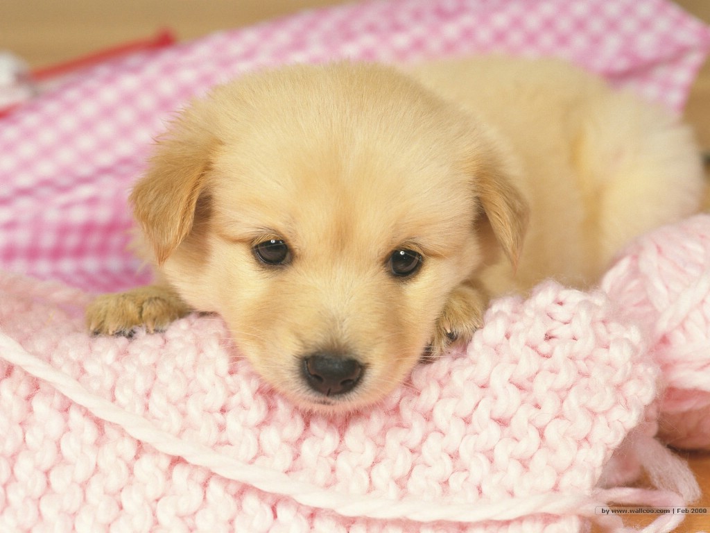  1024 768 Lovely Puppy Dogs Puppies Photos 