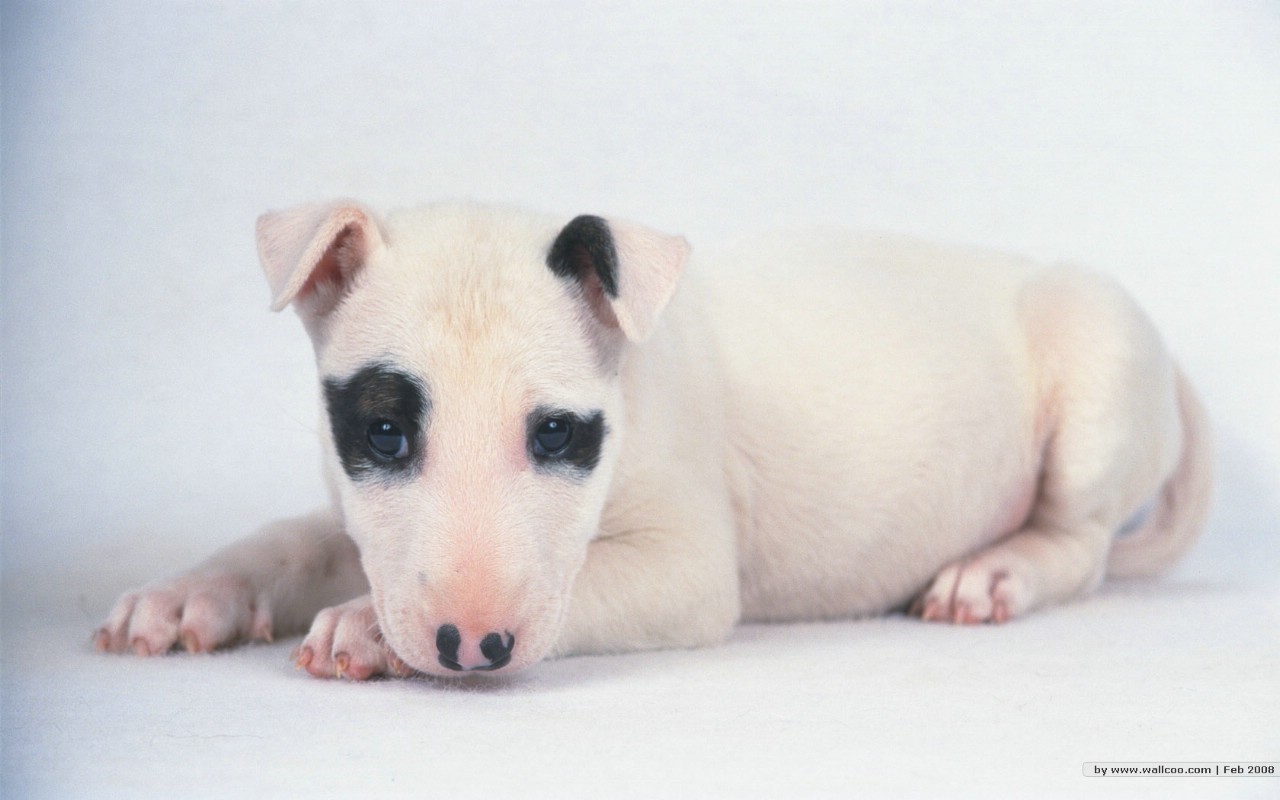 壁纸1280×800宠物小狗宝宝壁纸