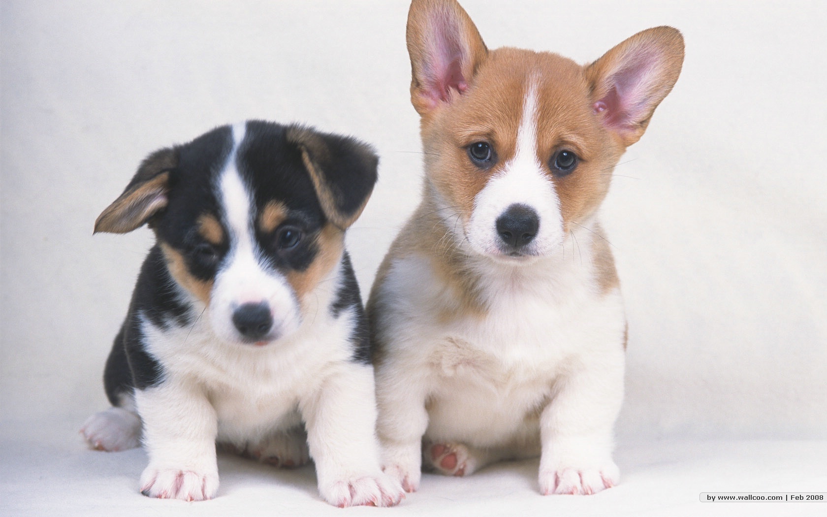 壁纸1024×768宠物小狗宝宝壁纸 Lovely Puppy dogs Baby Puppies Wallpaper壁纸,家有幼犬-可爱小狗 ...