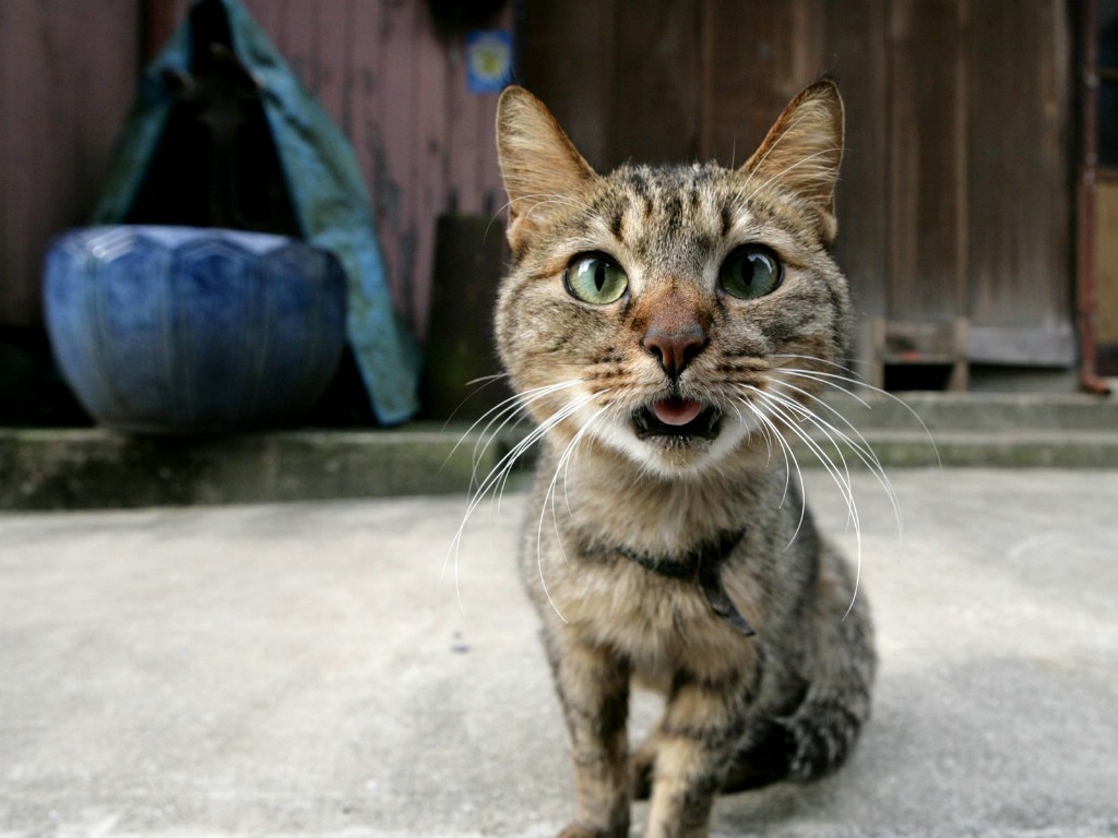 1024 768 pin-by-michele-mckenzie-bobbitt-on-cat-humor-funny-cute-cats-cat