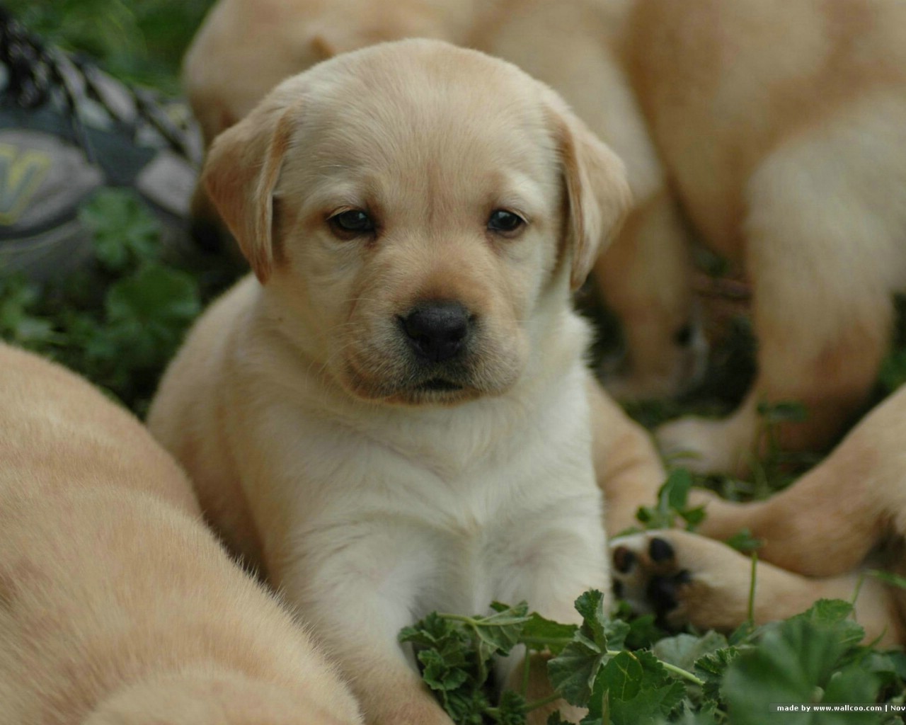 纯种拉布拉多犬幼犬狗狗出售 宠物拉布拉多犬可支付宝交易 拉布拉多犬 /编号10102400 - 宝贝它