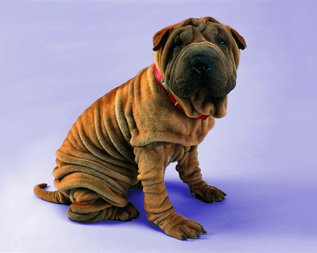 高清晰可爱的沙皮狗幼崽壁纸-欧莱凯设计网