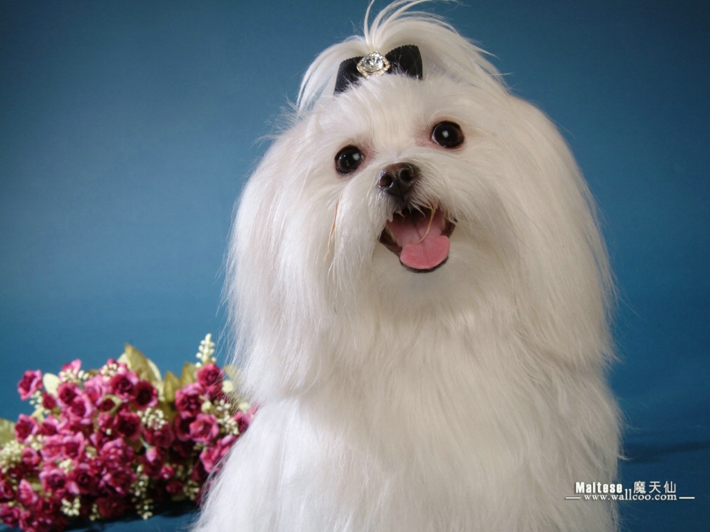 壁纸1024x768世界名犬 魔天仙 马尔济斯犬 Maltese 世界名犬魔天仙图片 White Maltese dog Desktop壁纸 ...