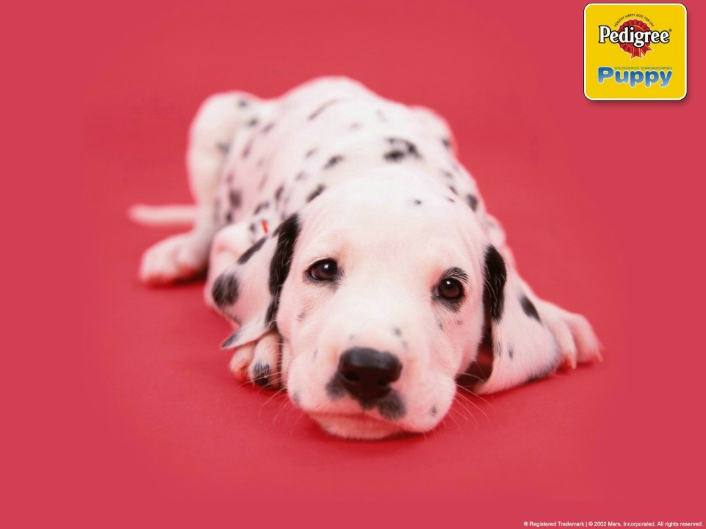 壁纸1024×768pedigree宝路狗粮广告壁纸