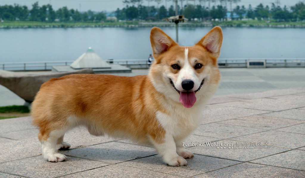 壁纸1024×600明星短腿狗壁纸