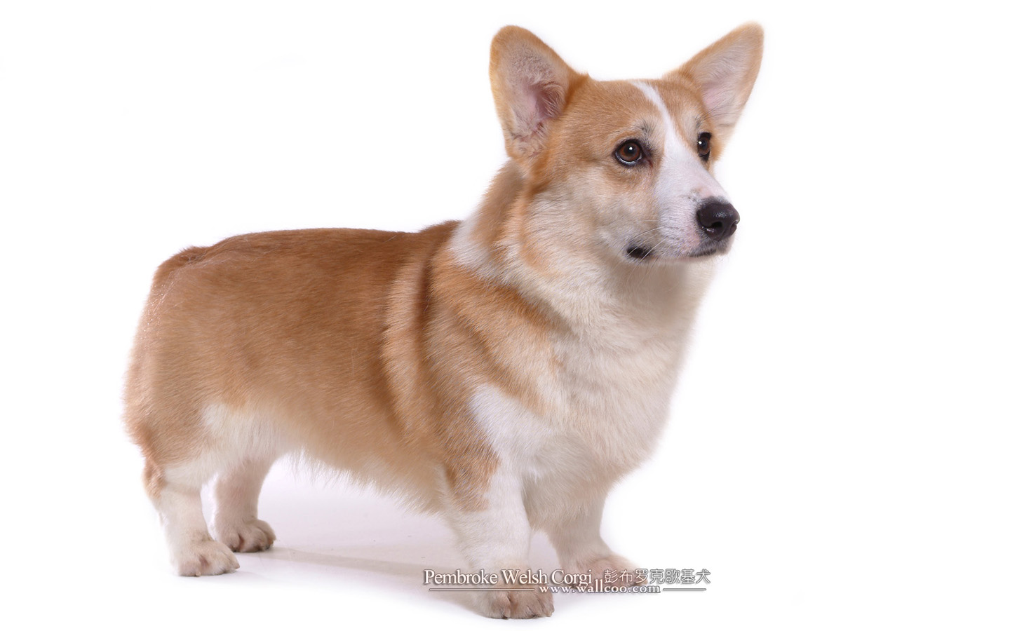 明星短腿狗壁纸 彭布罗克威尔士柯基犬 Welsh Corgi Pembroke 宠物狗 威尔士柯基犬图片 Pet dog Pembroke Welsh Corgi