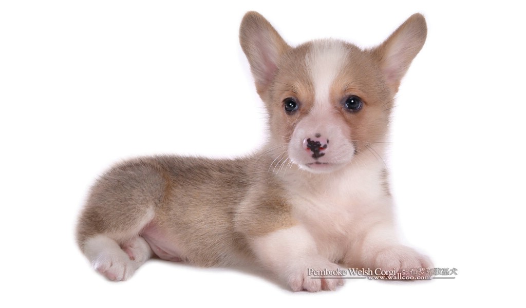 壁纸1024×600明星短腿狗壁纸