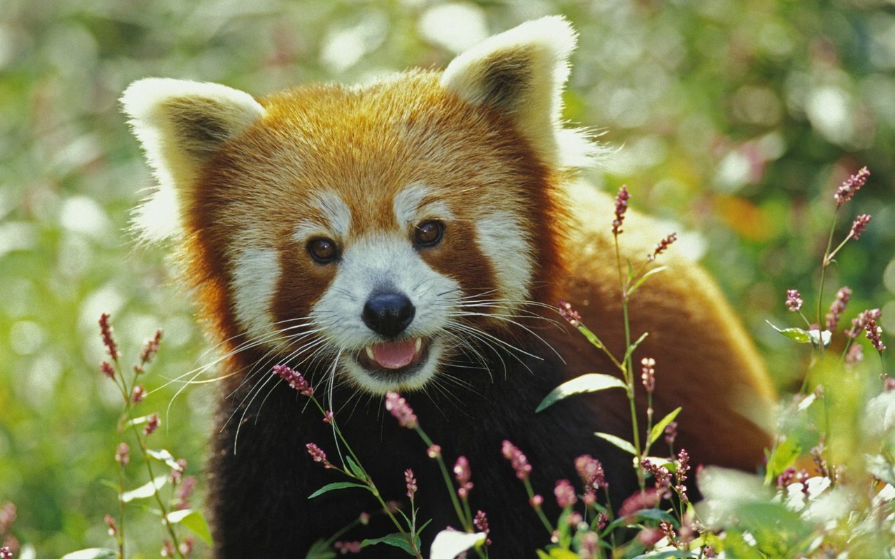 第二辑 Firefox Red Panda 红熊猫 小熊猫图片壁纸壁纸,世界各地动高清图片