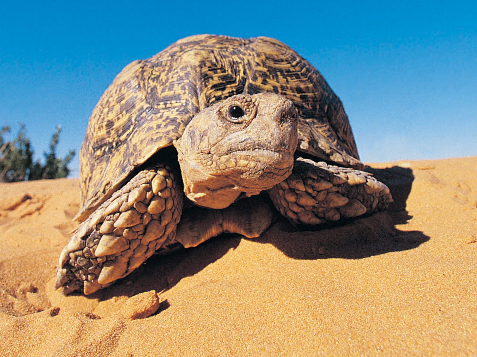 Kalahari Desert