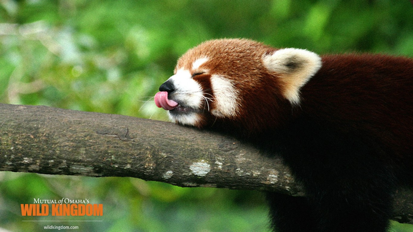 壁纸1366 768firecat 小熊猫桌面壁纸壁纸,Wild Kingdom 野生动物王高清图片
