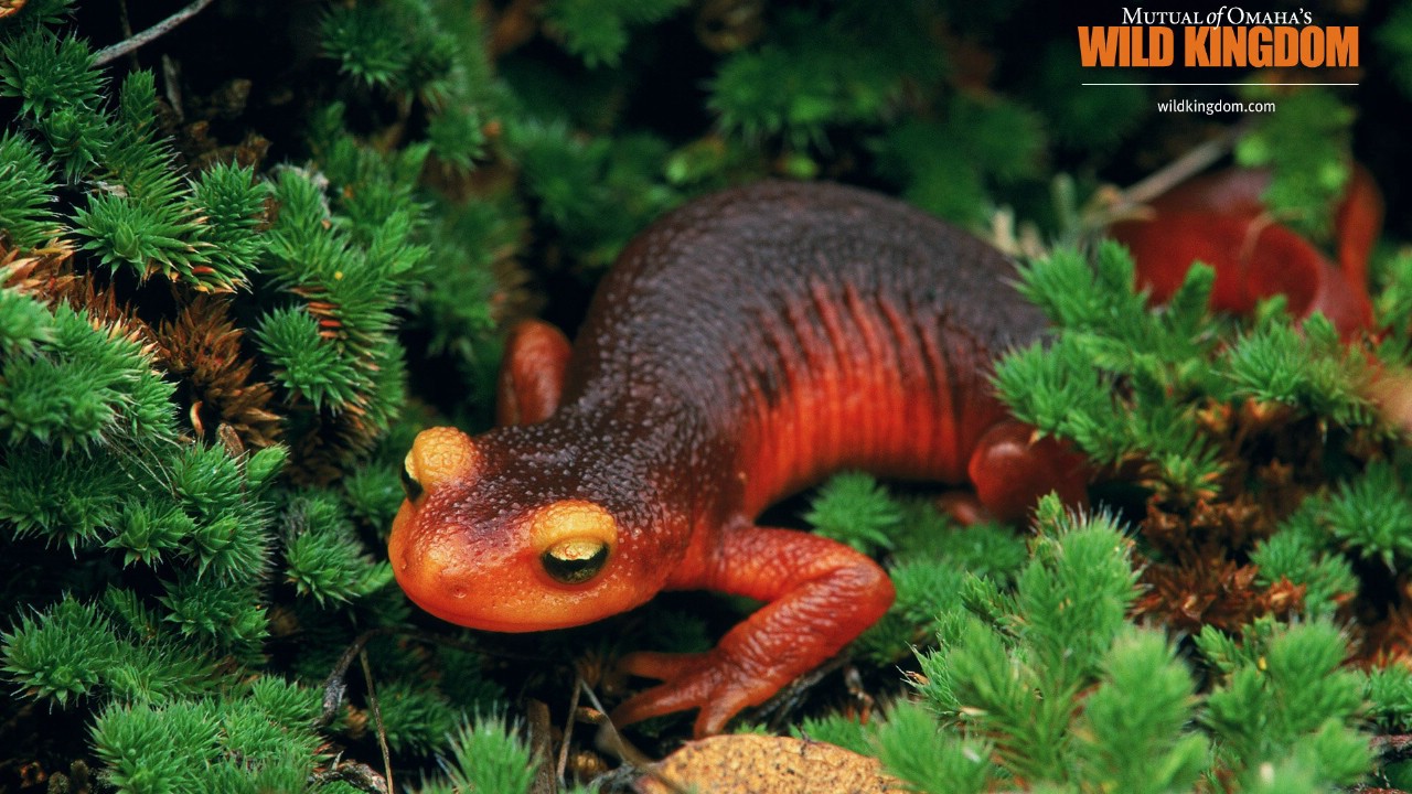 壁纸1280×720salamander 火蜥蜴桌面壁纸壁纸,Wild Kingdom 野生动物王国高清壁纸壁纸图片-动物壁纸-动物图片素材-桌面壁纸
