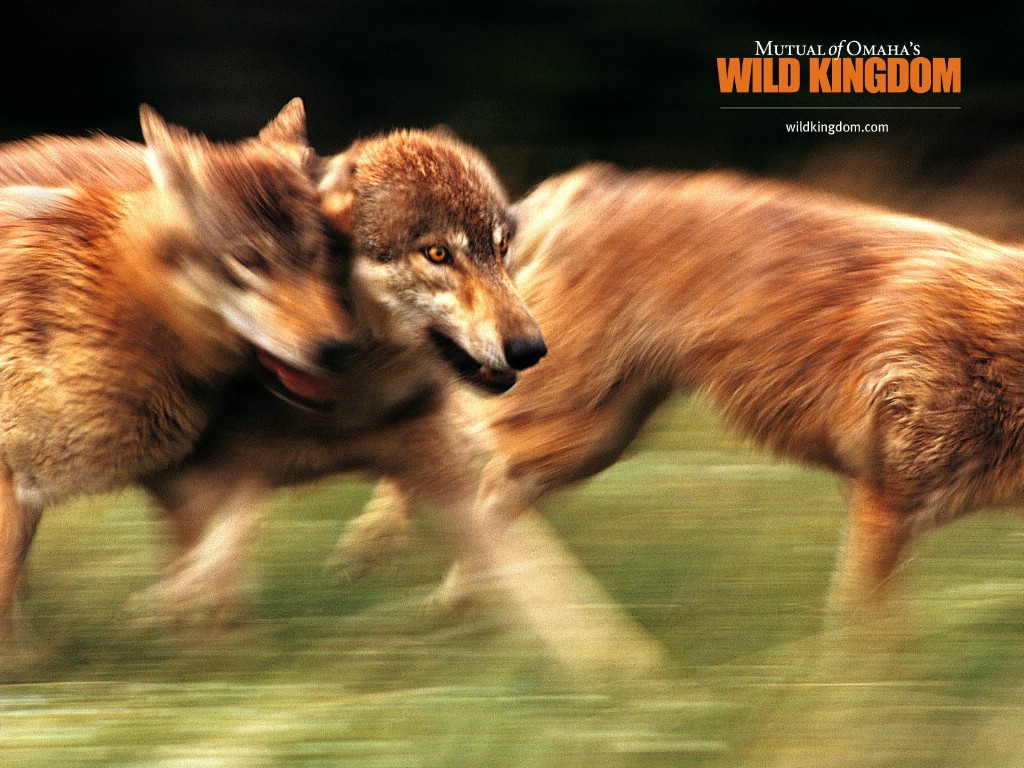 4×768wolves 狼桌面壁纸壁纸,Wild Kingdom 