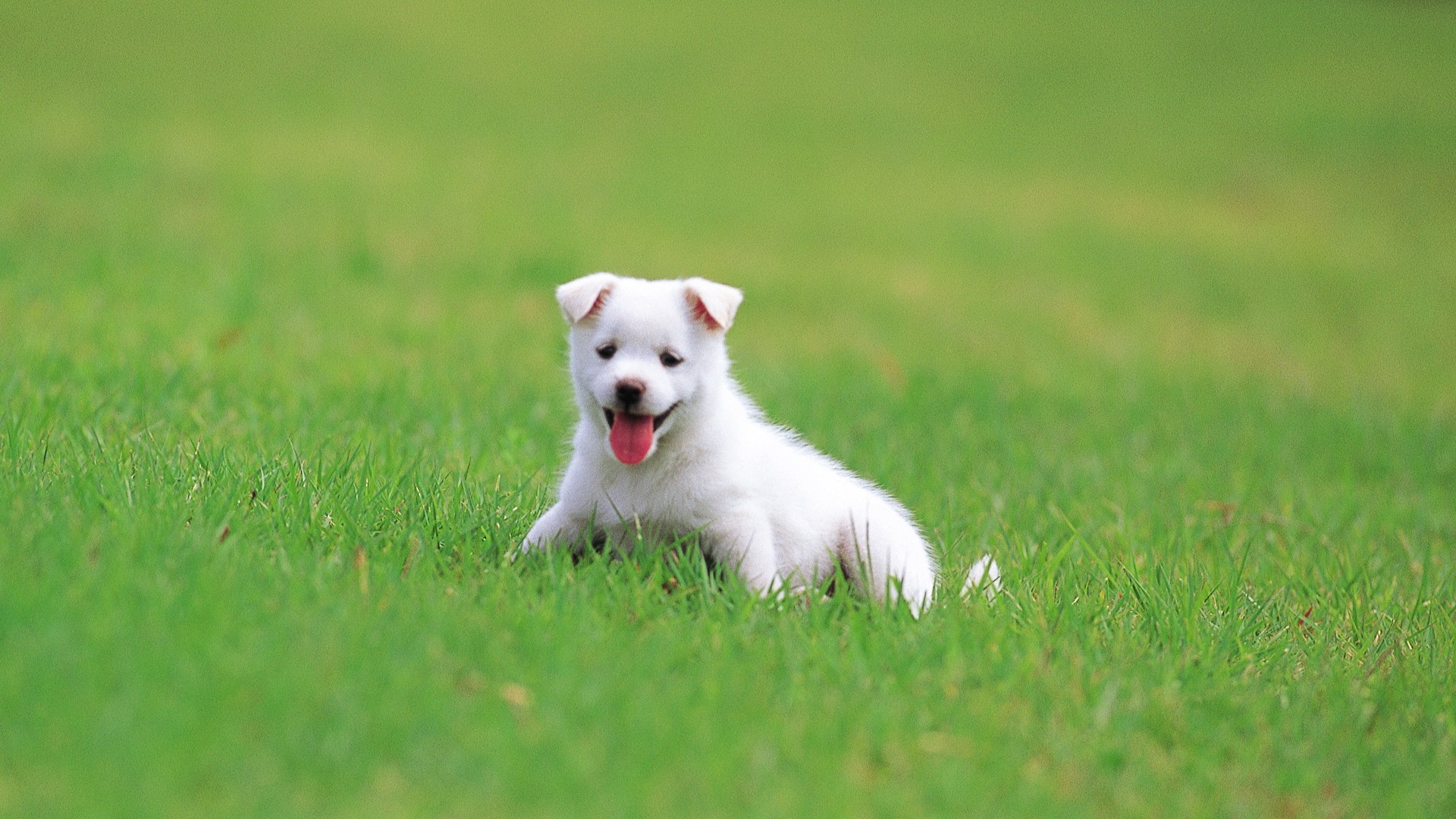 草坪上的小狗摄影图高清摄影大图-千库网