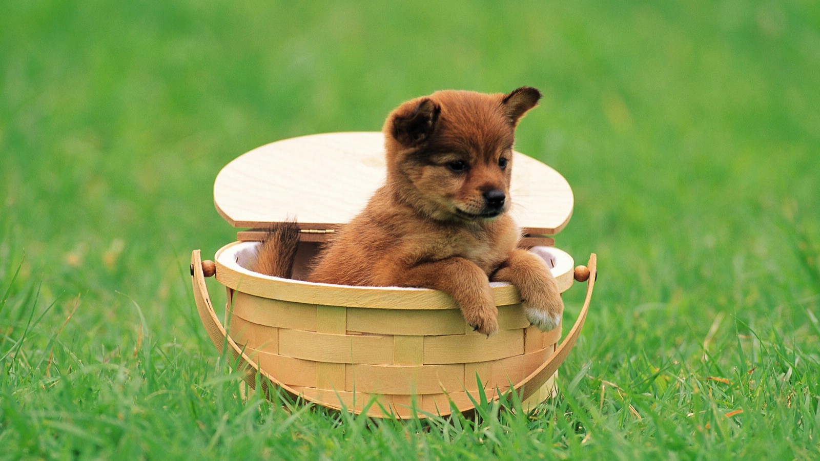 animal_mx069_pretty_puppies_puppy_garden_adventure_27448_16.jpg