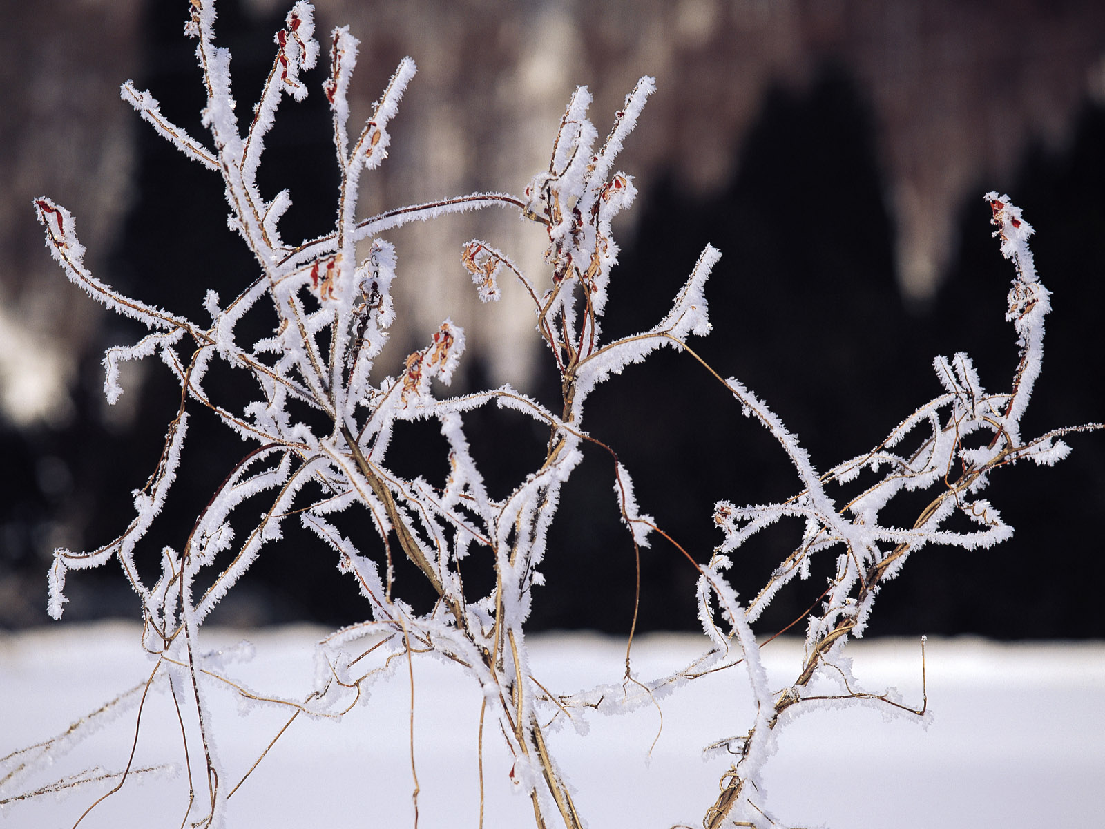 ter Scene Wallpaper Snow covered trees and branches