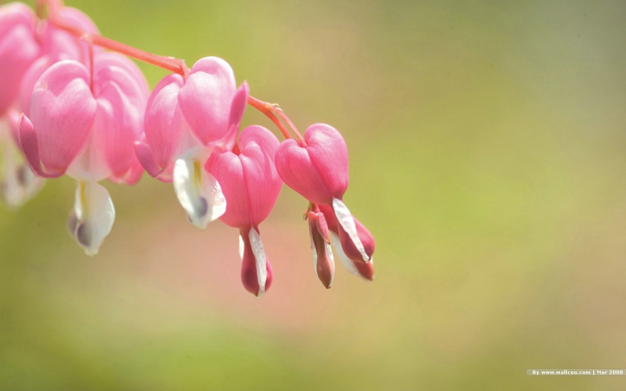 壁纸1280×800春天风景图片 春季摄影 Nature