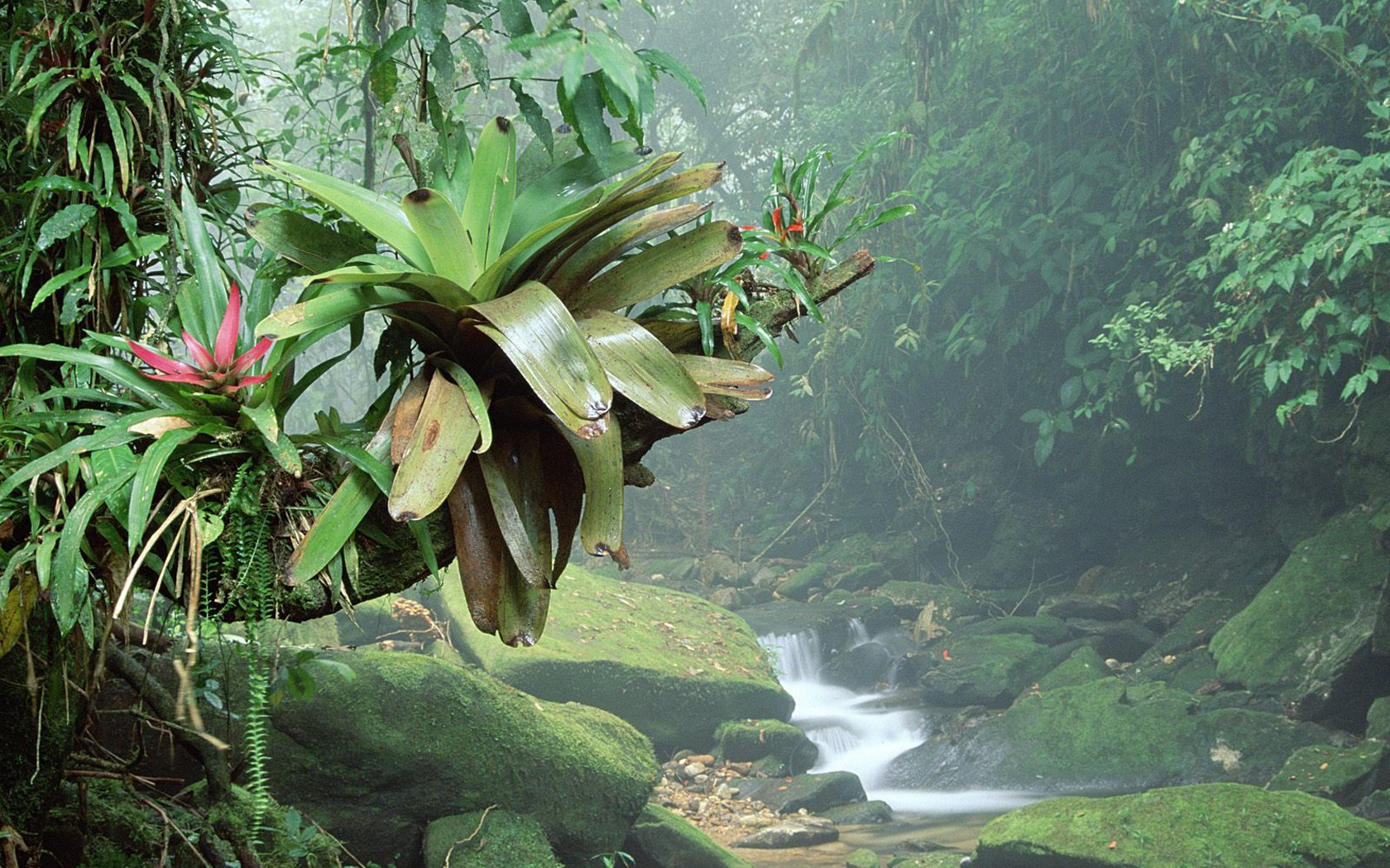 波凯那国家公园热带雨林壁纸
