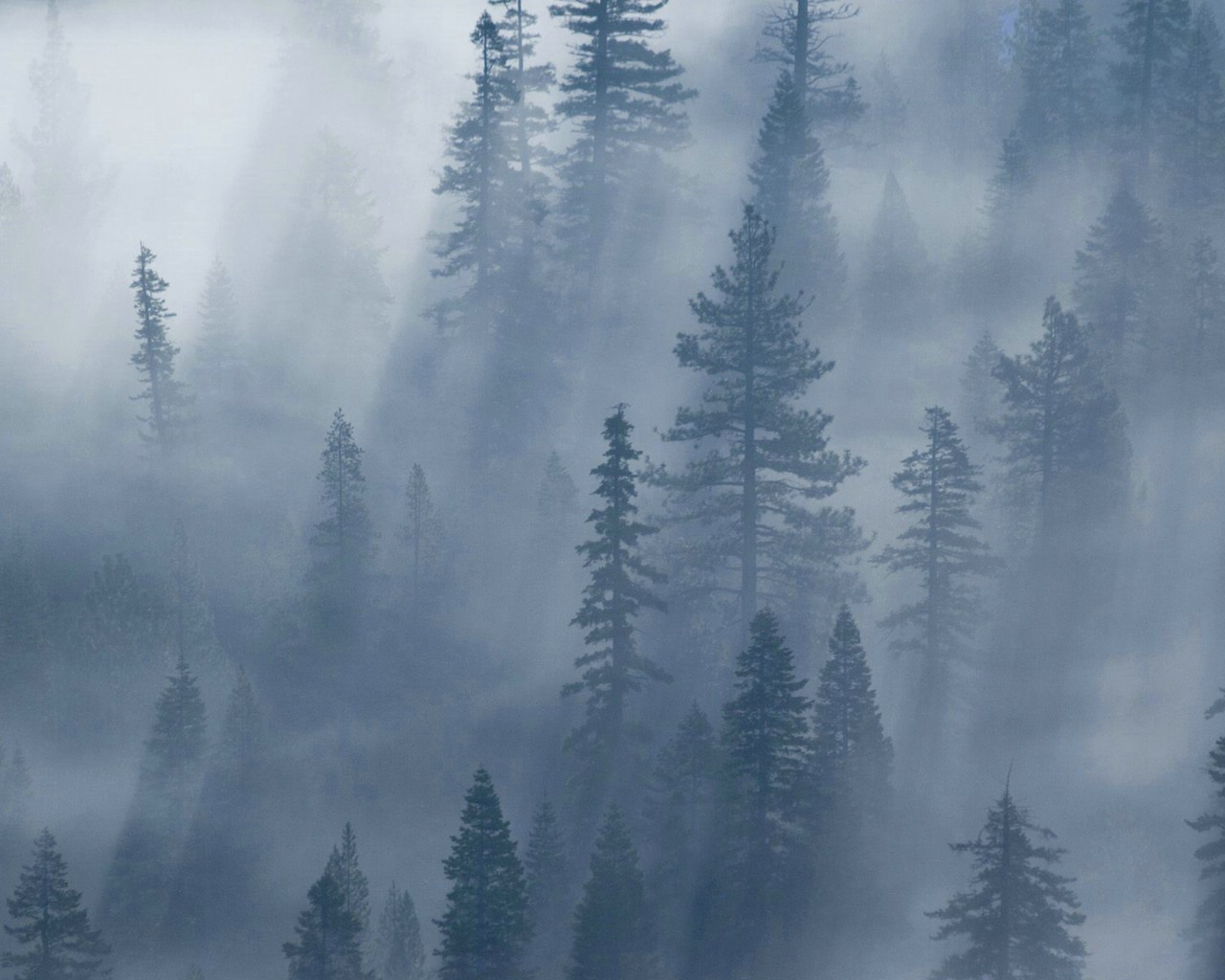 雾气环绕的森林，喀拉拉邦慕那尔市，印度 (© Ahammed Riswan/EyeEm/Getty Images) | 必应每日高清壁纸 ...