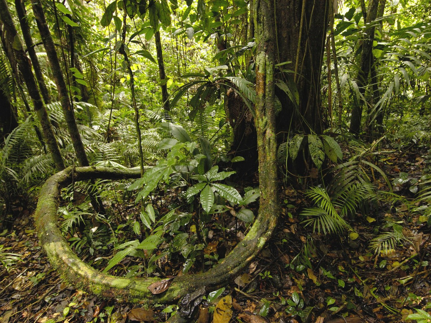 亚苏尼国家公园亚马逊雨林