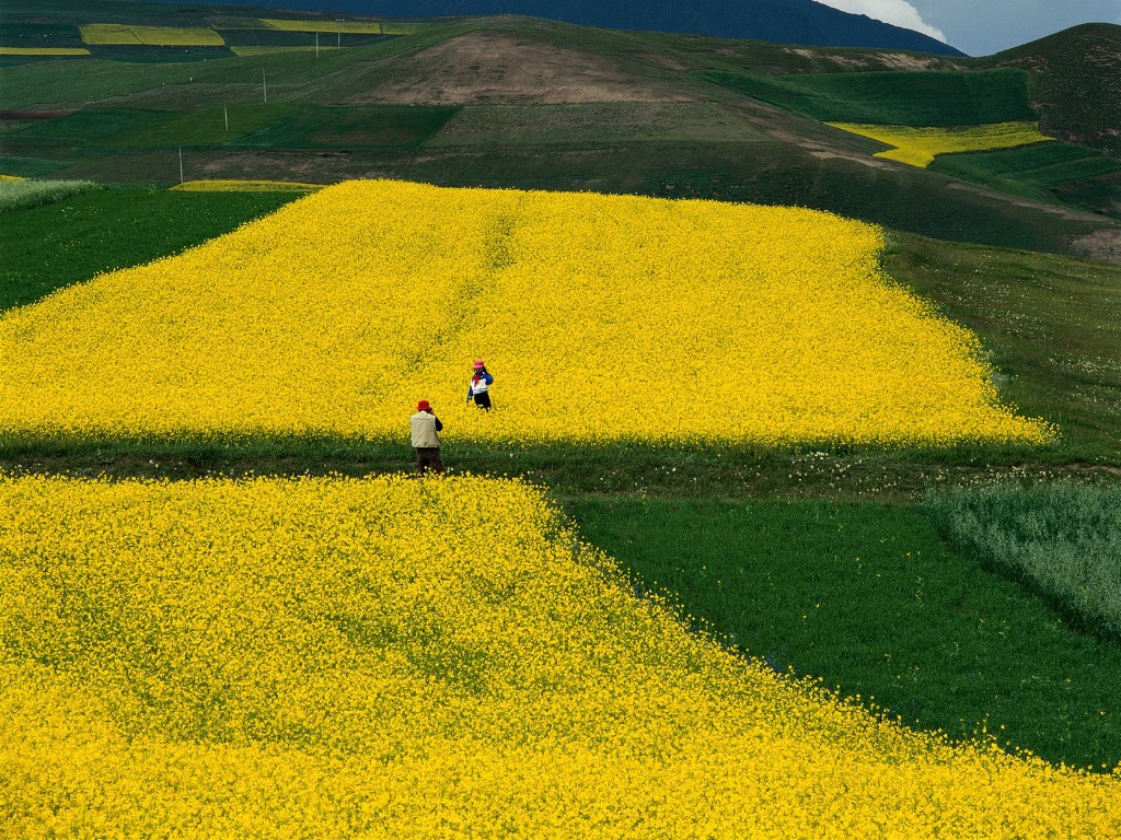 壁纸1024×768美丽中国 山水如画 遍地油菜花 中国绝美风光摄影壁纸