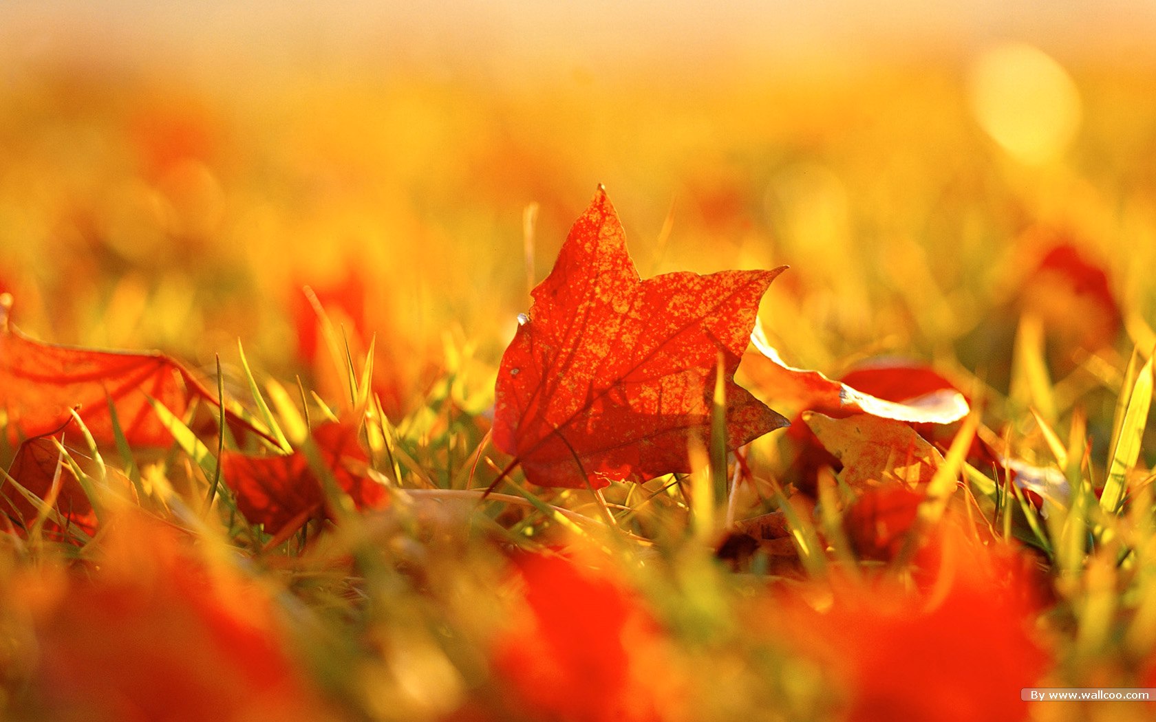 秋季秋天优美风景壁纸高清原图下载,秋季秋天优美风景壁纸,高清图片,壁纸,自然风景-桌面城市