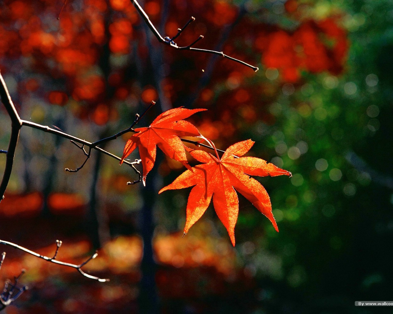 秋季秋天枫叶林摄影图高清摄影大图-千库网