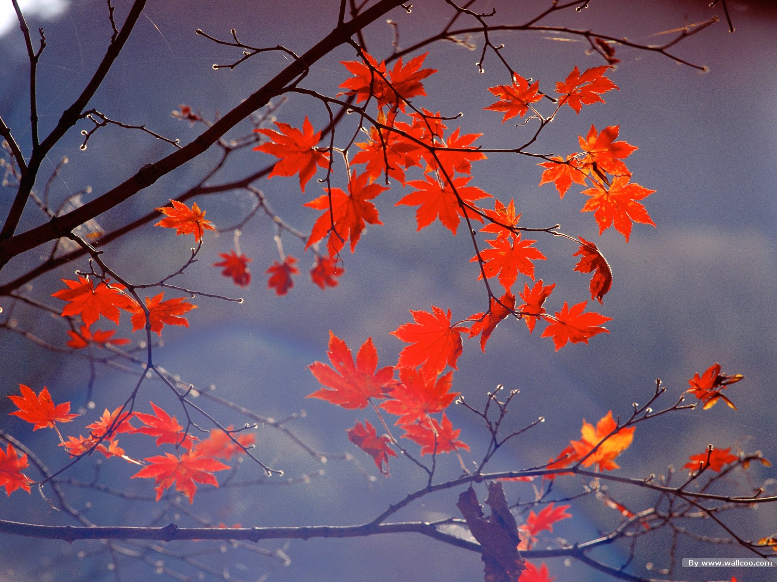 高清晰秋季红叶树林壁纸