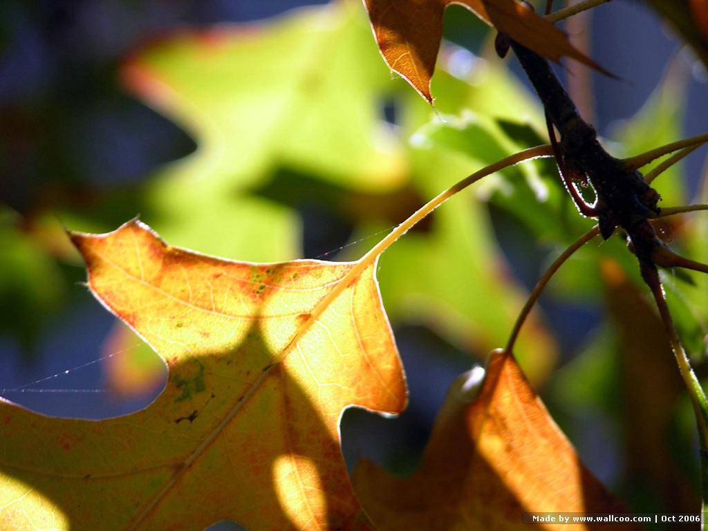 壁纸1024 768秋天的颜色秋天意境秋天图片树叶desktop Wallpaper Of Fall Colors壁纸 秋天的颜色秋天意境壁纸图片 风景 壁纸 风景图片素材 桌面壁纸