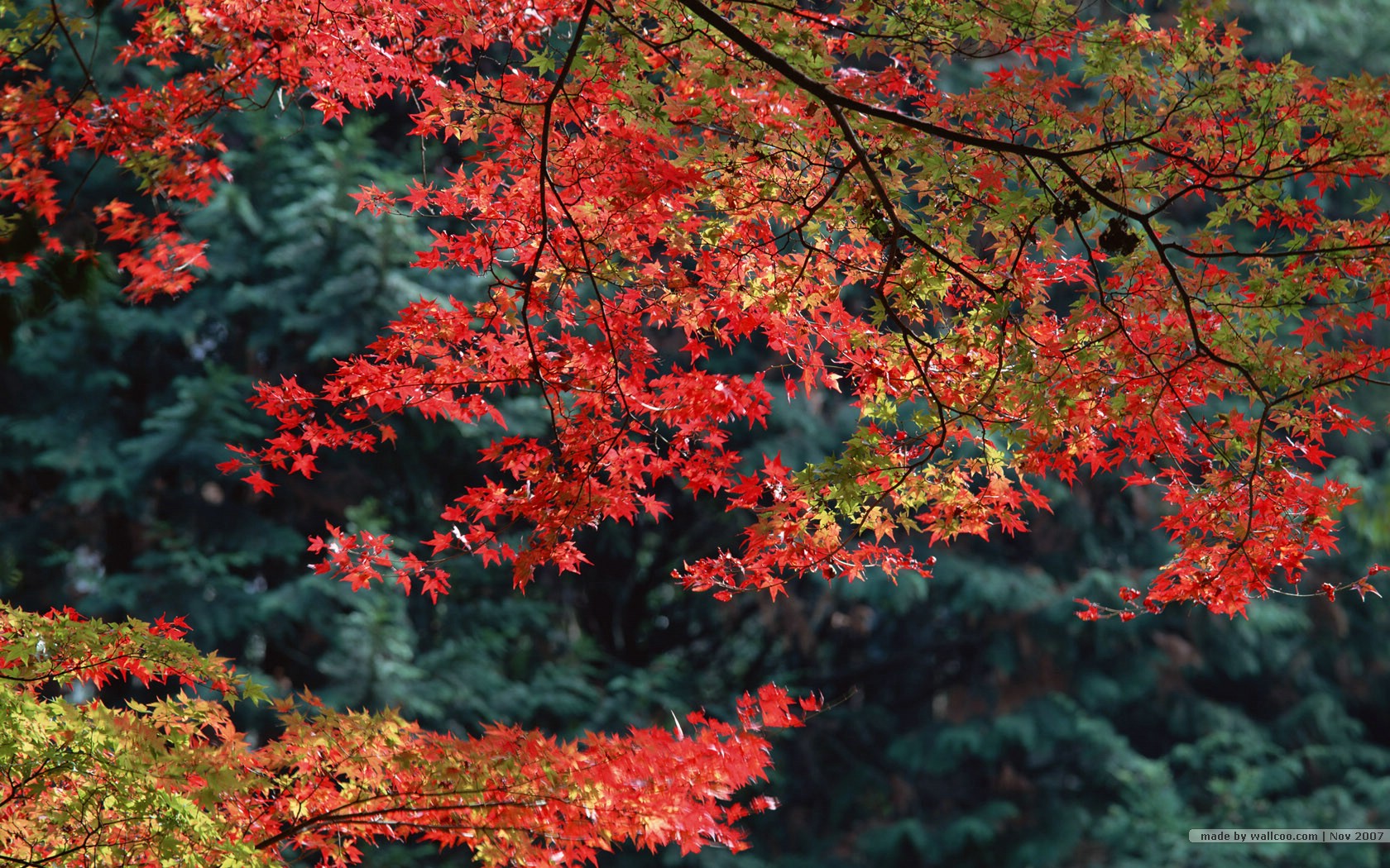 壁纸1680 1050深秋即景秋天风景壁纸秋季风景桌面树木与红叶stock Photos Of Fall Season Colors壁纸 深秋即景秋天 风景壁纸壁纸图片 风景壁纸 风景图片素材 桌面壁纸