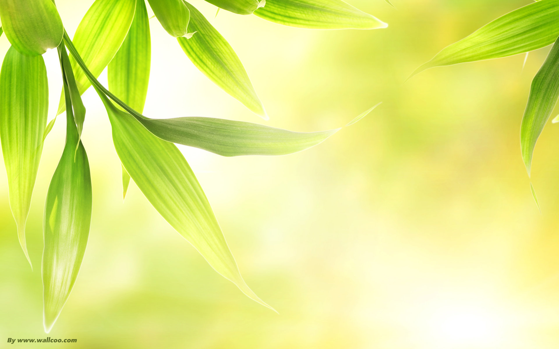 Image Result For Bamboo Green Light Wallpapers