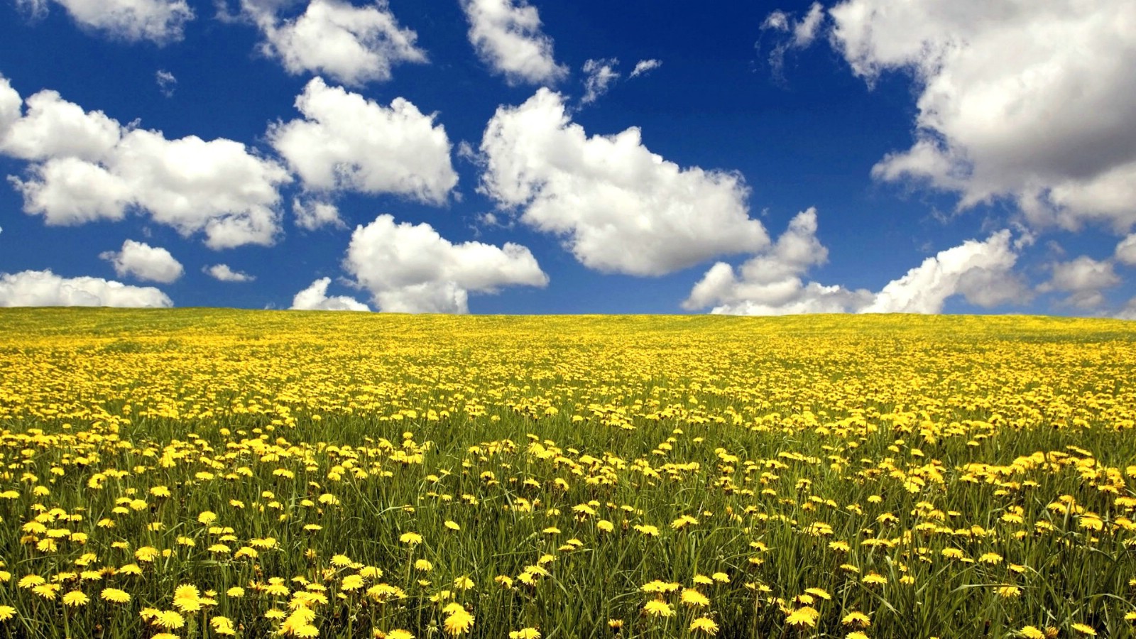 壁纸1600×900野菊花田园 蓝天郊外壁纸 1920 1200壁纸,The Best of Nature 高清风景精选集(二)壁纸图片-风景