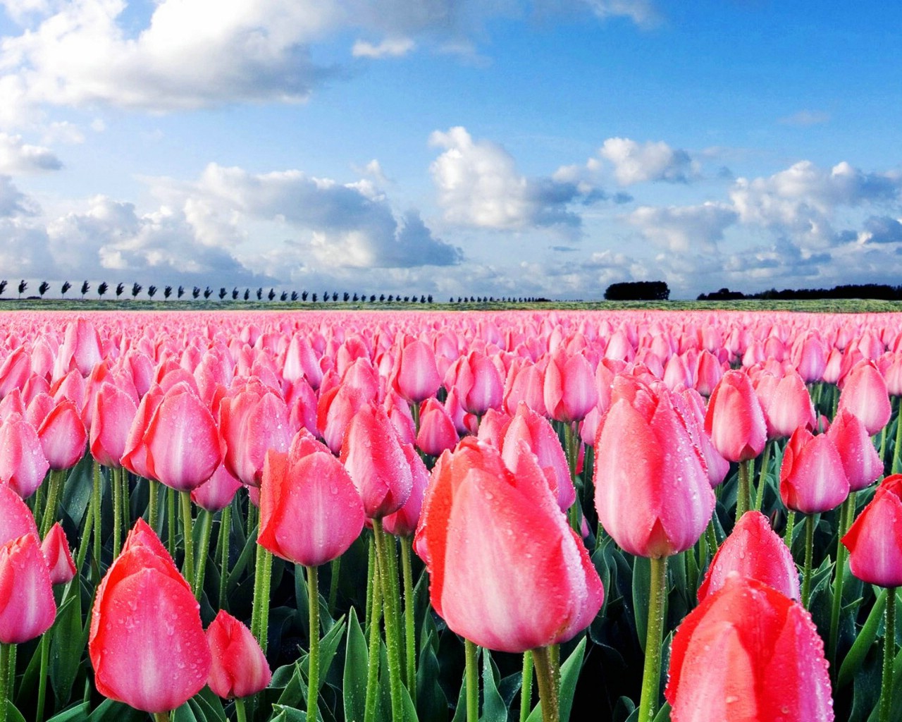 郁金香花田 郁金香壁纸 1920 1200