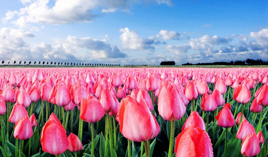 壁纸1024×600郁金香花田 郁金香壁纸 1920 1200壁纸,The Best of Nature 高清风景精选集(二)壁纸图片-风景