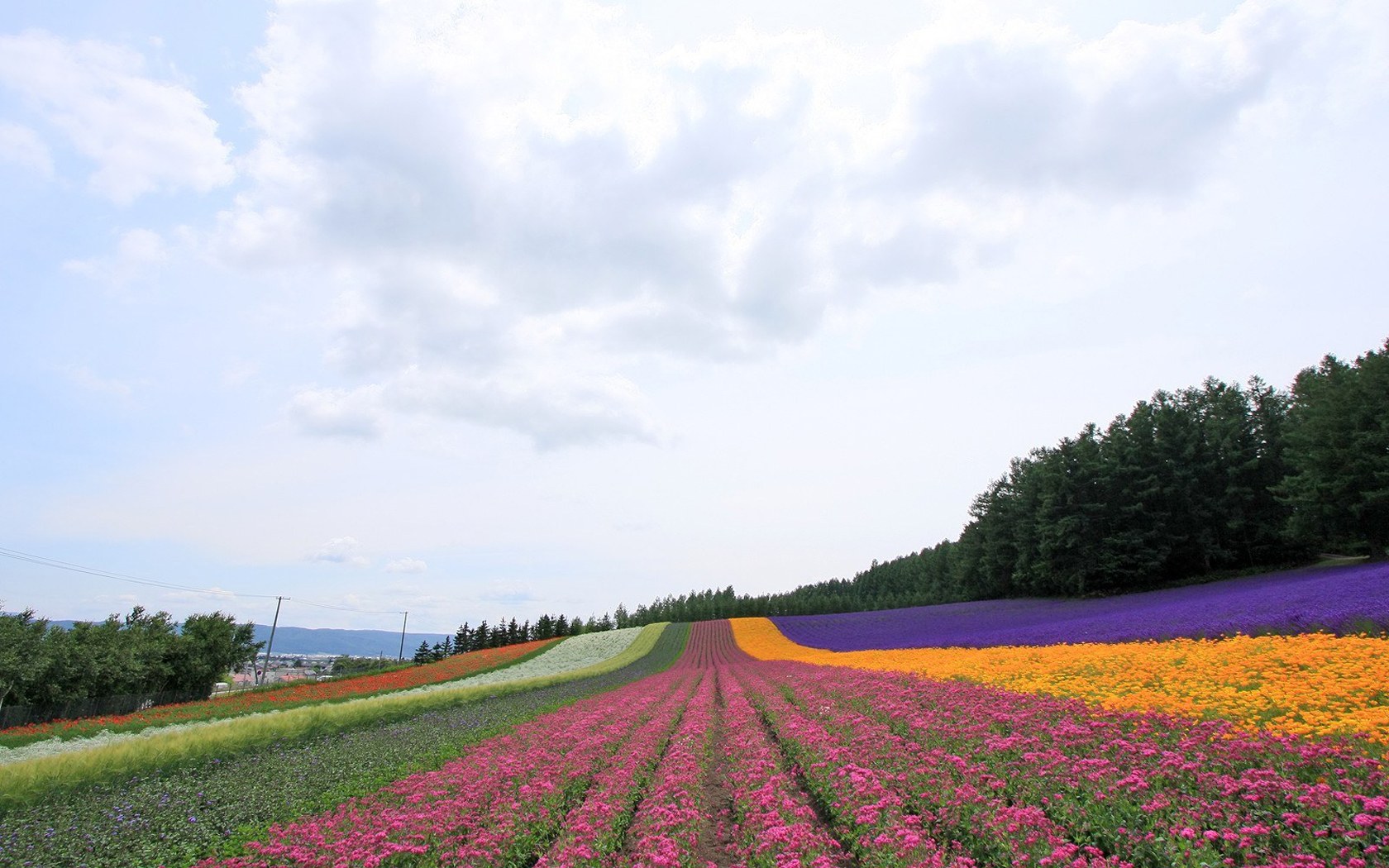 夏日北海道 北海道郊外风景 湿地花园 七色花田