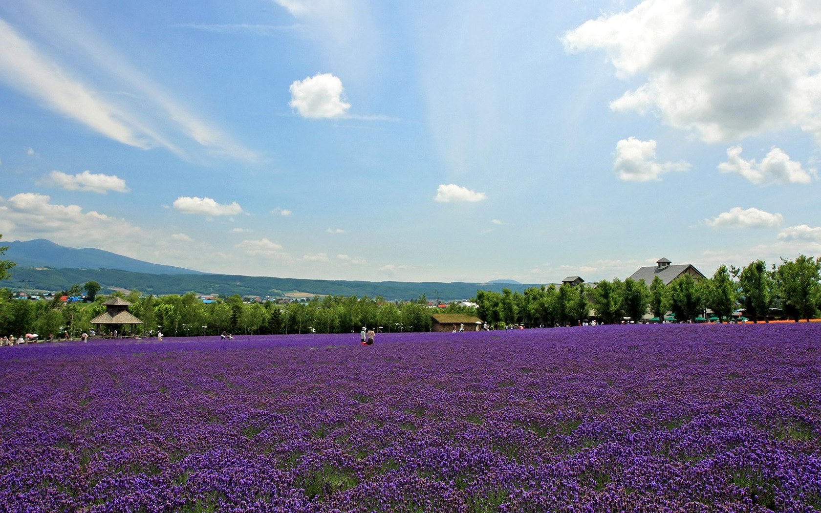 壁纸1680 1050夏日北海道北海道郊外风景湿地花园薰衣草田风景图片壁纸 夏日北海道郊外风景壁纸图片 风景壁纸 风景图片素材 桌面壁纸