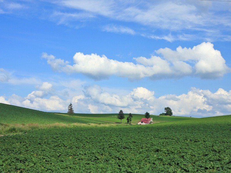 壁纸800 600夏日北海道北海道郊外风景日本北海道郊野田园风景图片壁纸 夏日北海道郊外风景壁纸图片 风景壁纸 风景图片素材 桌面壁纸