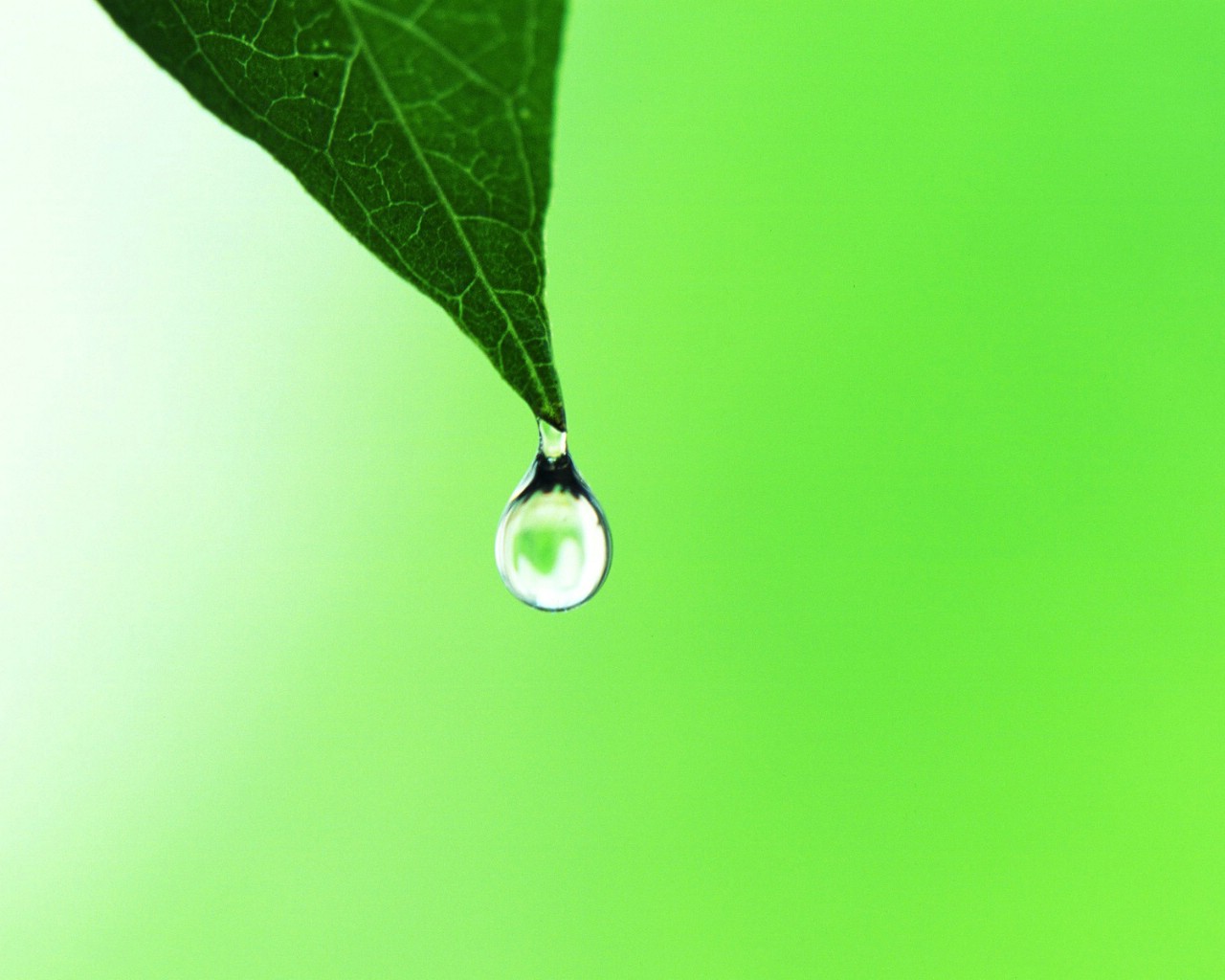 夏日气息 清新绿叶高清壁纸 绿叶露珠图片 192