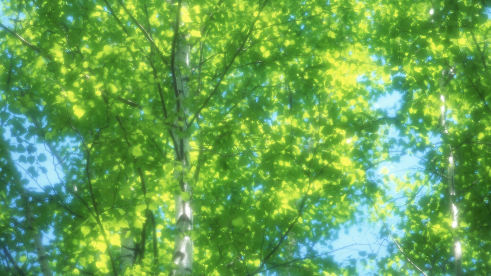 夏日气息 清新绿叶高清壁纸 夏日茂盛大树绿叶