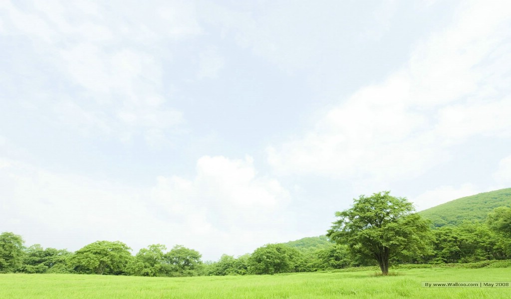 晴朗天空 草原树木图片 阳光草原风景